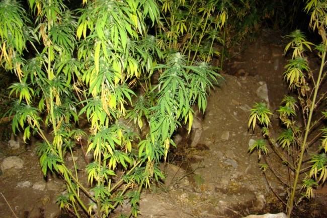 Είχε "φουντώσει" η καλλιέργειά του στο Ακρωτήρι