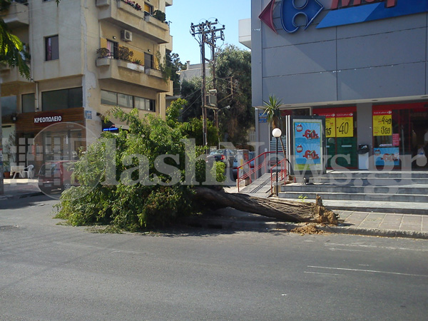Φαρδύ πλατύ στο πεζοδρόμιο ολόκληρο δέντρο στην πλατεία Δικαστηρίων (φωτο) - Μετά από τροχαίο ο οδηγός ούτε γρατζουνιά