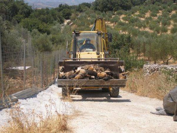 Χανιά: Νέα κτηνωδία: - Δηλητηρίασαν 25 σκυλιά μέσα σε ιδιωτικό καταφύγιο