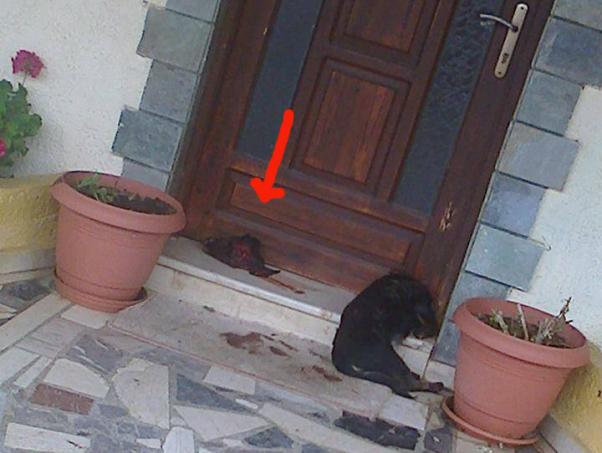Ποινή φυλάκισης για τον 31χρονο που αποκεφάλισε το κουτάβι