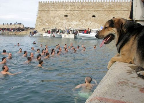 Κρήτη: Αυτός είναι ο σκύλος που έπεσε να πιάσει το σταυρό (photos)