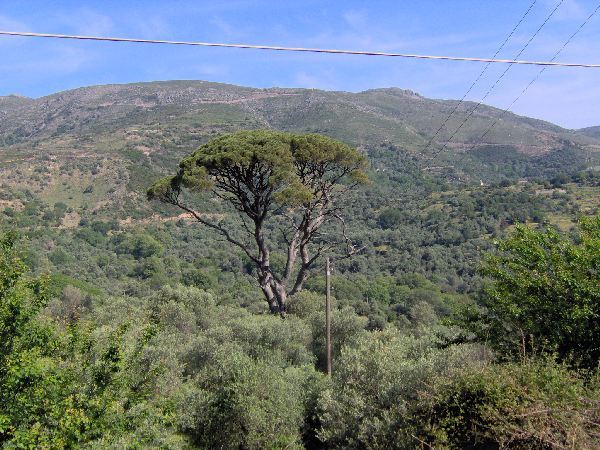 Κόβουν υπεραιωνόβια κουκουναριά στα Χανιά για να περάσει δρόμος