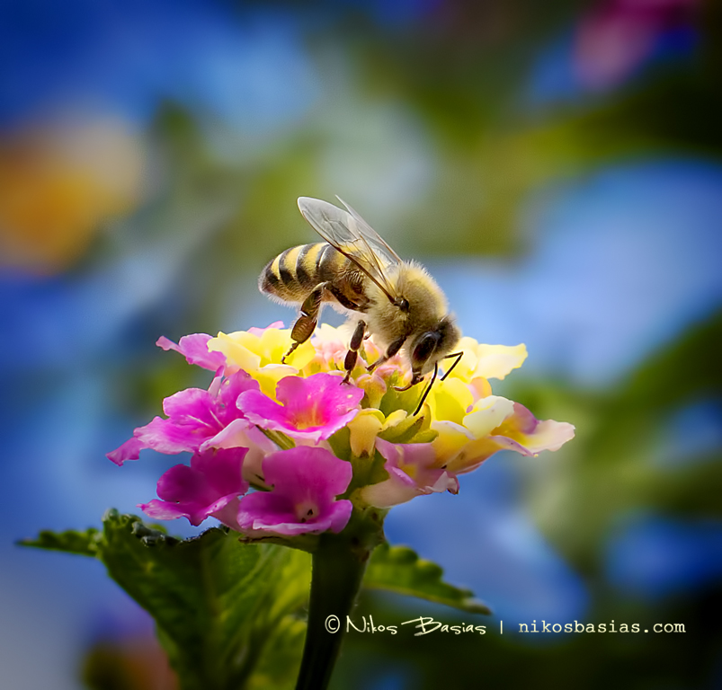 Η φωτογραφία του Χανιώτη που κέρδισε πανευρωπαϊκό βραβείο (φωτο)