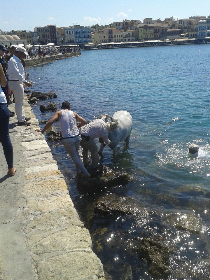 Έπεσε άμαξα με το άλογο μέσα στο ενετικό λιμάνι Χανίων (φωτο)
