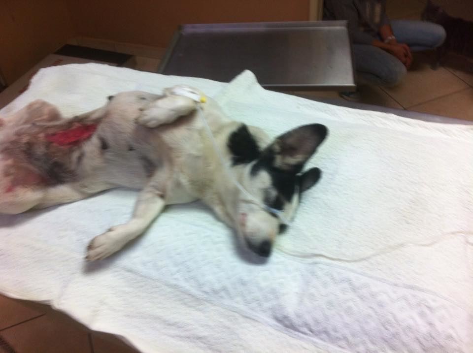 Νέο περιστατικό κακοποίησης ζώου στα Χανιά