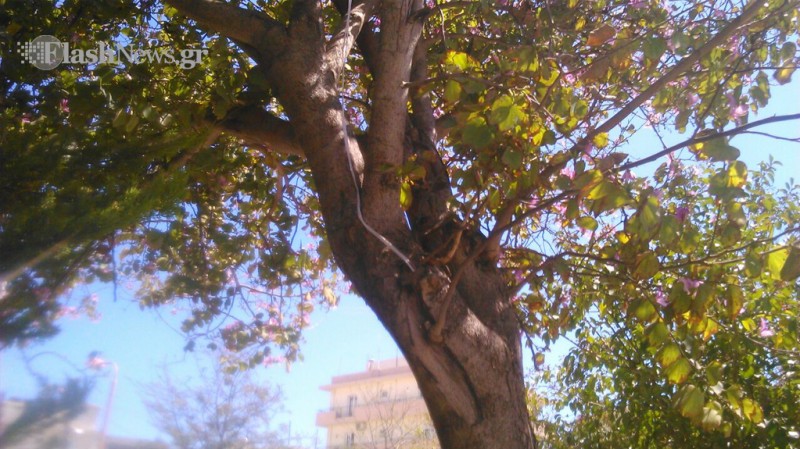 Κρήτη:Έδωσε τέλος στη ζωή του σε πάρκο