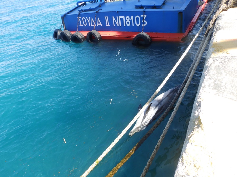 Νεκρό δελφίνι στο λιμάνι της Σούδας