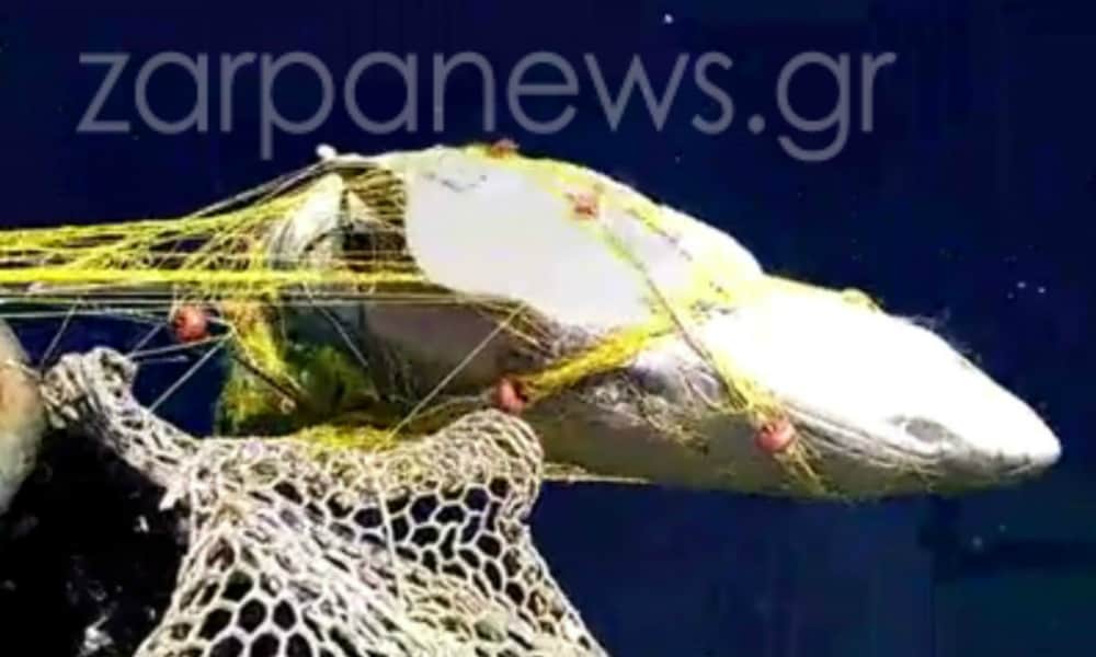 Χανιά: Απίστευτη ψαριά! Καρχαρίας 5 μέτρων στα δίχτυα του (Photos)