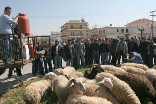 Χανιά: Θα μπλοκάρουν τον κόμβο στις Μουρνιές οι κτηνοτρόφοι