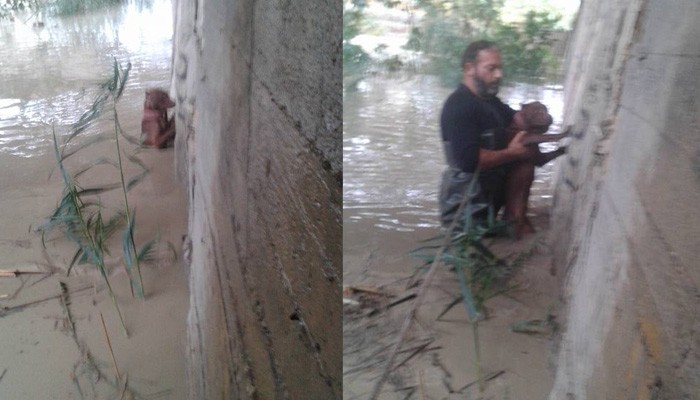 Ασυνείδητος έδεσε σκυλάκι να πνιγεί στον Γιόφυρο.Ευτυχώς υπάρχουν Άνθρωποι