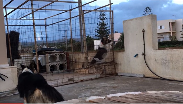 Ο ερωτευμένος σκύλος στο Ρέθυμνο που έχει γίνει viral
