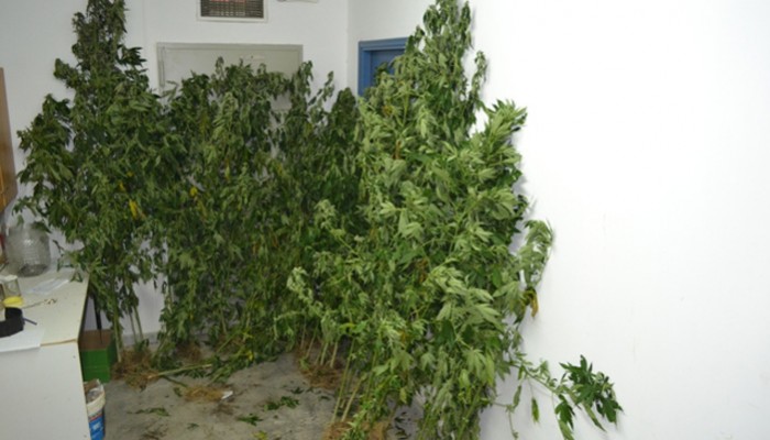 Χειροπέδες σε Χανιώτη για δενδρύλια χασίς που είχε στο σπίτι του