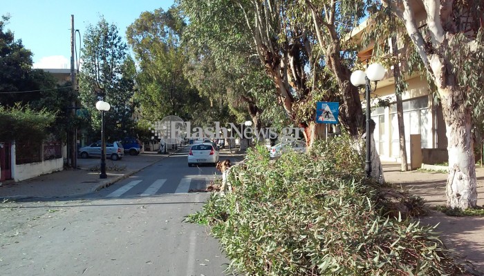 Ό,τι δεν έπεσε χθες από τον αέρα πέφτει σήμερα - Δέντρο έπεσε στη Χρυσοπηγή