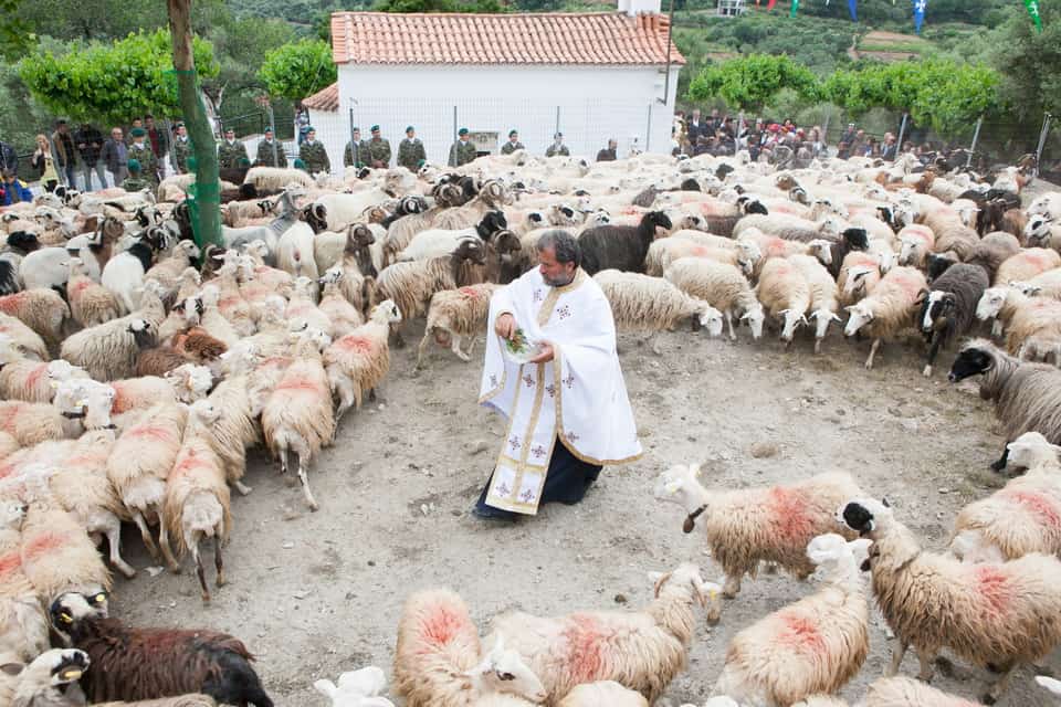 Αναβίωσε και φέτος το έθιμο της ευλογίας των προβάτων στην Ασή Γωνιά (φωτο)