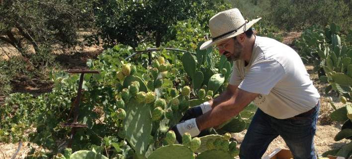 Κρητική τεκίλα από… παπουτσόσυκα Σήμερα η επίσημη παρουσίασή της