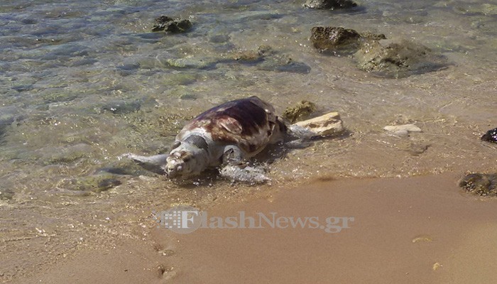 Νεκρή χελώνα Καρέτα - Καρέτα στην παραλία του Καλαθά στα Χανιά