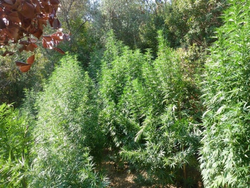 Μεγάλη επιχείρηση για ναρκωτικά στα Χανιά - Μια σύλληψη μετά από καταδίωξη