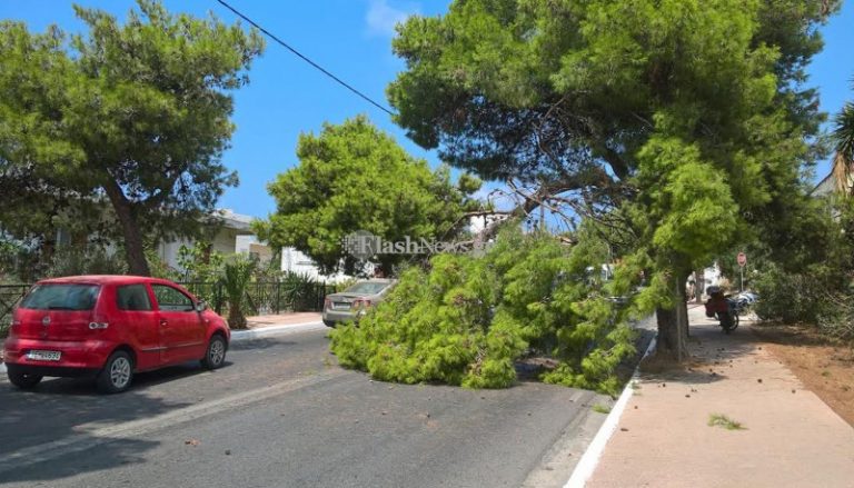 Χανιά: Δέντρο έκοψε στα δύο την Ακρωτηρίου - Από θαύμα δεν τραυματίστηκε κανείς