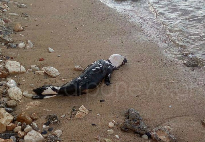 Χανιά: Φώκια ξεβράστηκε στα Ταμπακαριά (Photos)