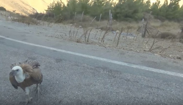 Κρητικός γύπας κόβει βόλτες σε δρόμο της Κρήτης (βίντεο)