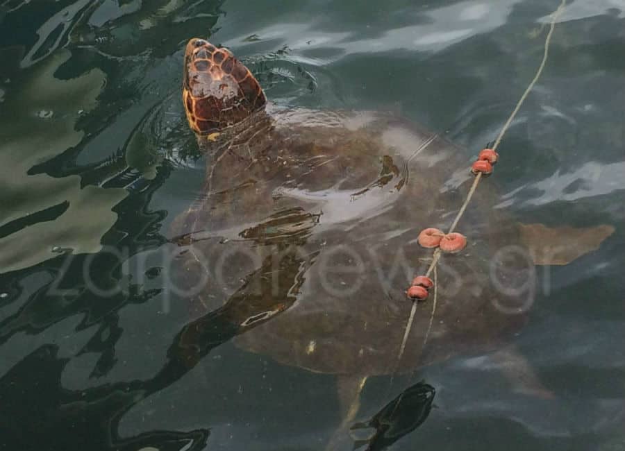 Χανιά: Χελώνα caretta-caretta έκανε βουτιές στο παλιό λιμάνι και τρέλανε τους τουρίστες! (φωτο)