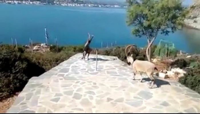 Κρι - κρι στα Θοδωρού τσακώνονται για λίγο καλαμπόκι (βίντεο)