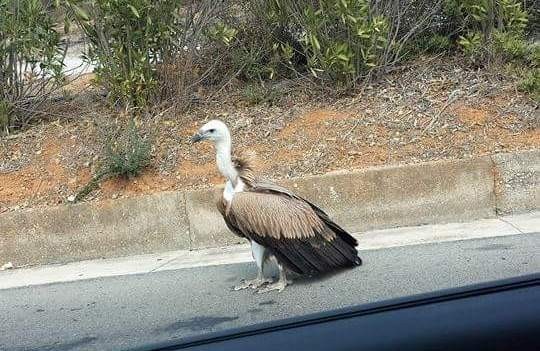 Γύπας σε ταράτσα σπιτιού στον Κλαδισό Χανίων προκαλεί αναστάτωση (βίντεο)