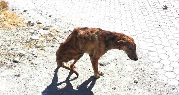 Κρήτη: Συγκλονιστικές εικόνες ενός κακοποιημένου σκύλου που βρήκε στο δρόμο και διέσωσε μια γυναίκα