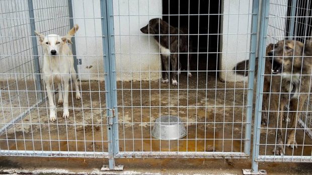 Χανιά: Κλείνει το κυνοκομείο στην Κάινα Αποκορώνου