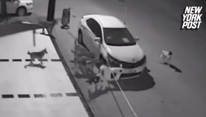 Κοπάδι άγριων σκύλων καταστρέφουν αυτοκίνητο - Απίστευτη εικόνα