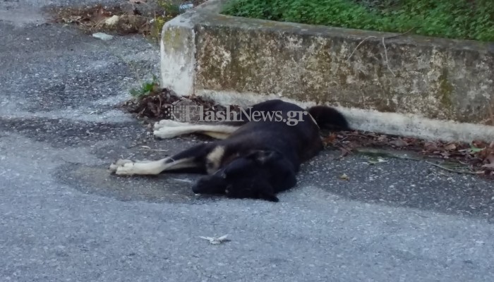 Ασυνείδητοι στο ΒΙΟΠΑ Χανίων φόλιασαν σκυλάκια (φωτο)