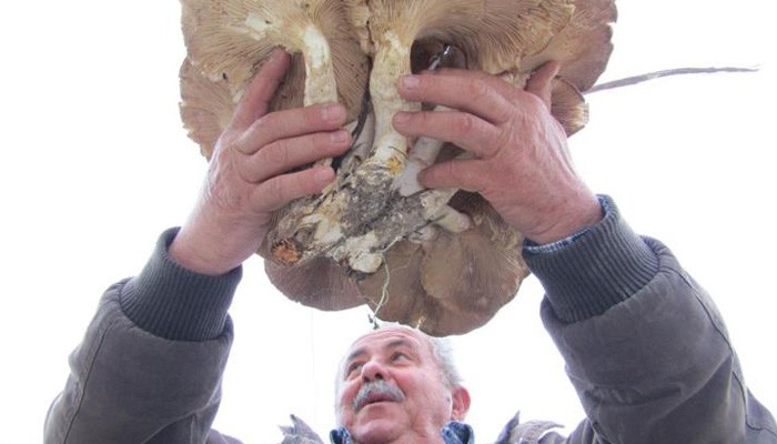 Αμανίτης γίγας 6,5 κιλών στην νότια Κρήτη
