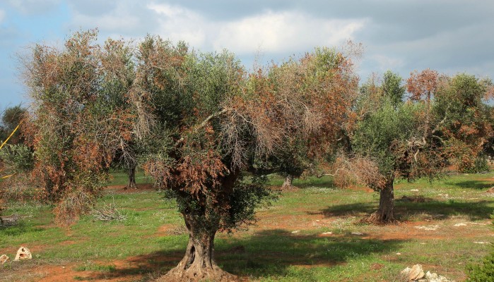 Ξέφυγε απο την Ιταλία το βακτήριο που ξεραίνει τα ελαιόδεντρα
