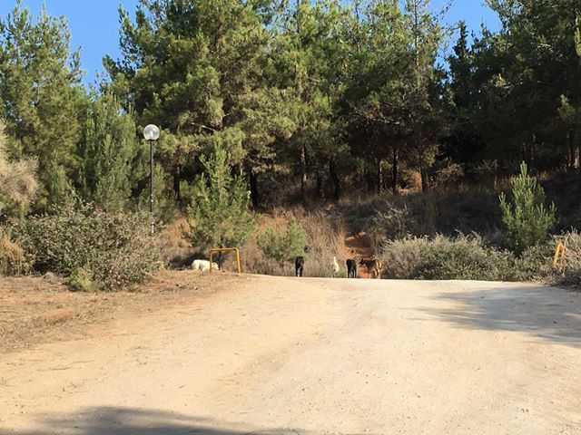 Νέα επίθεση αγέλης αδέσποτων στους Αγίους Αποστόλους Από θαύμα γλύτωσε κοπέλα από τα δόντια τους