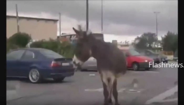 Δυό άλογα και ένας γάιδαρος κόβουν... βόλτες στον κόμβο της Σούδας (βίντεο)
