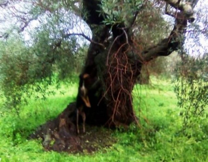 Σκυλί κρεμασμένο σε δένδρο είδε μαθήτρια από τα Χανιά