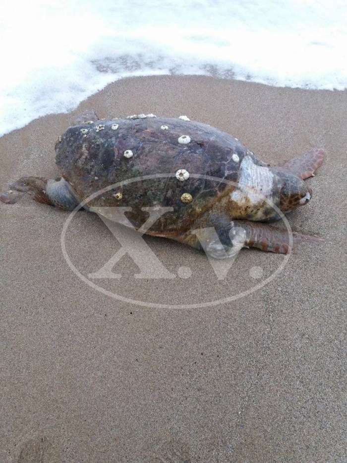 Νεκρή caretta caretta στις Καλύβες