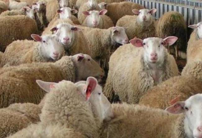 Χανιά: Πήγαν να κλέψουν τα αρνιά αλλά τους έκαναν τσακωτούς