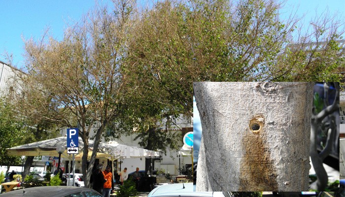 Δηλητηριάζουν τα δέντρα στην πλατεία Δικαστηρίων στα Χανιά (φωτο)