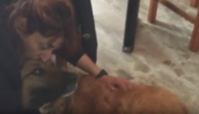 Αστυνομικός στον Άγιο Νικόλαο πυροβόλησε σκύλο και συνελήφθη! (βίντεο)