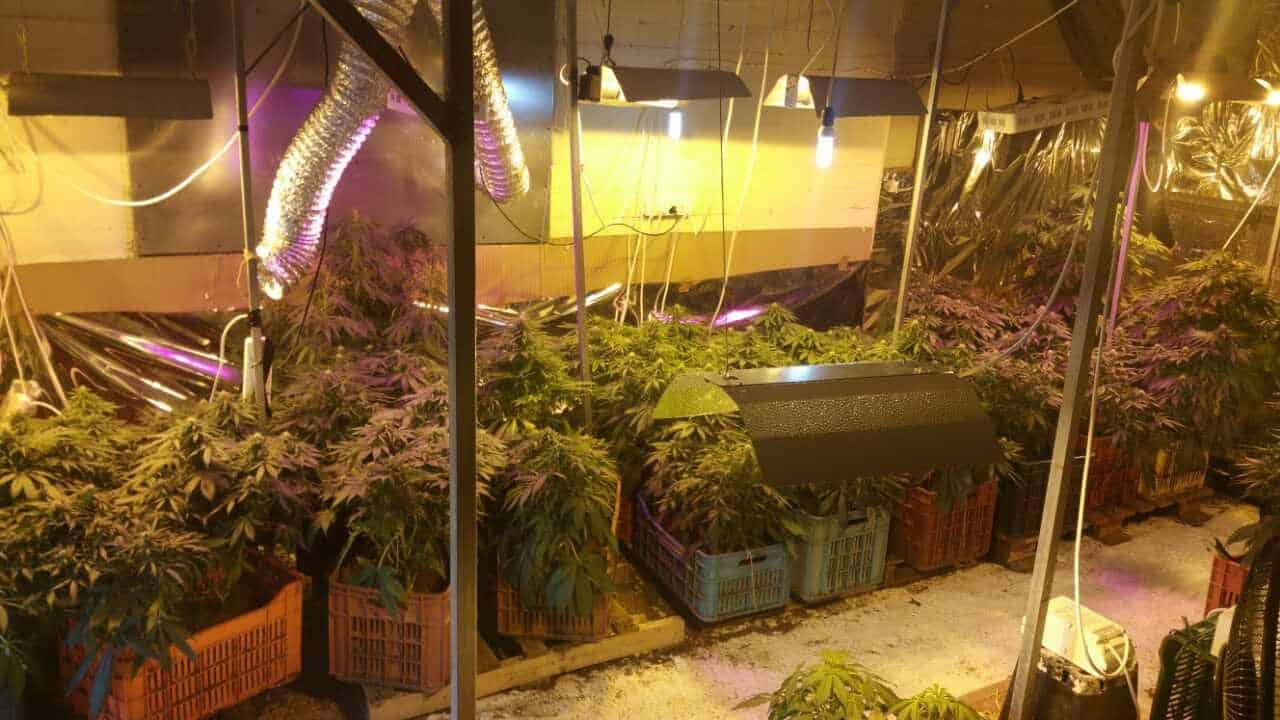 Στη φάκα γνωστός μουσικός του Ηρακλείου για καλλιέργεια κάνναβης (φωτο)