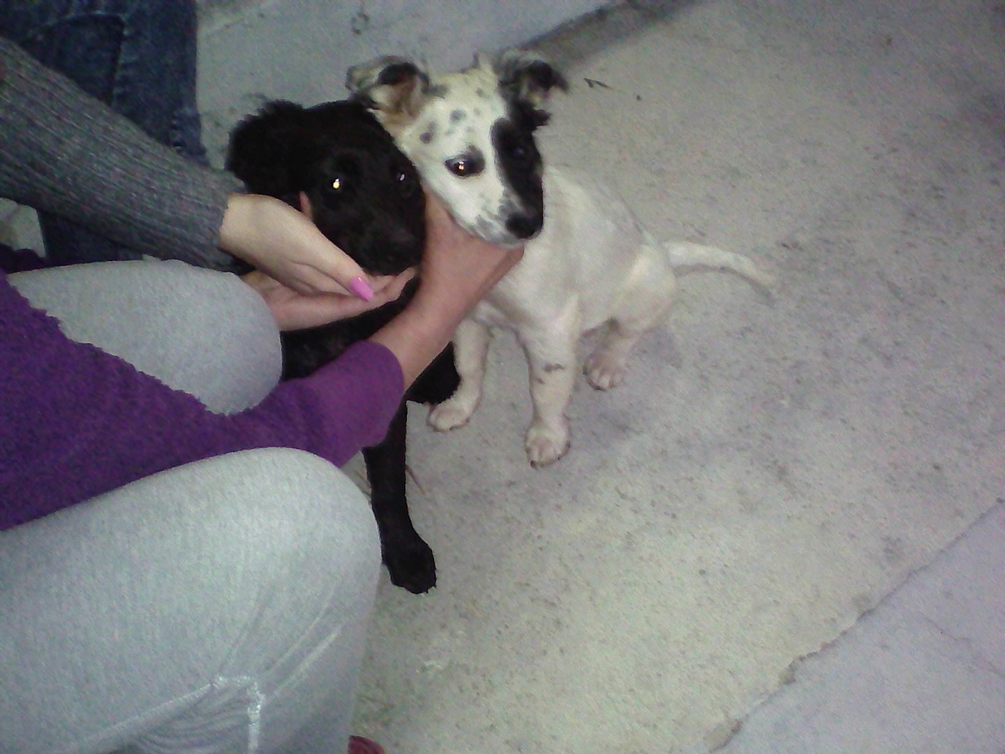 Χανιά: Τρία εγκαταλελειμμένα κουταβάκια ζητούν στέγη