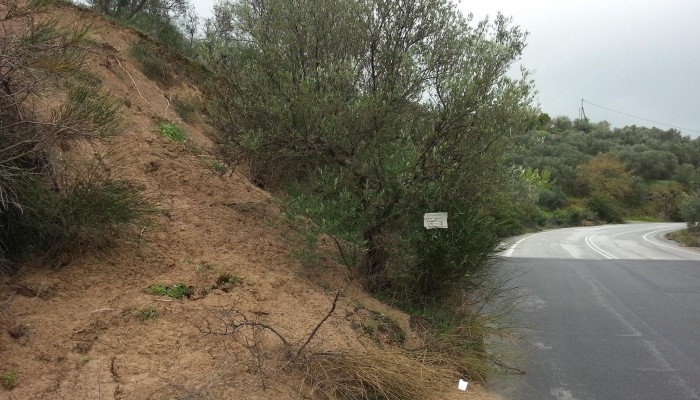 Το είδαμε και αυτό στα Χανιά! Το μήνυμα που άφησε πάνω στην ελιά του