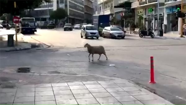Πρόβατο κόβει βόλτες στο κέντρο των Χανίων (video)