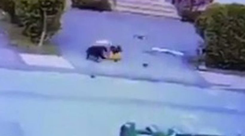 Τρομακτικό: Η στιγμή που εξαγριωμένο σκυλί αρπάζει τρίχρονο παιδάκι από το λαιμό!