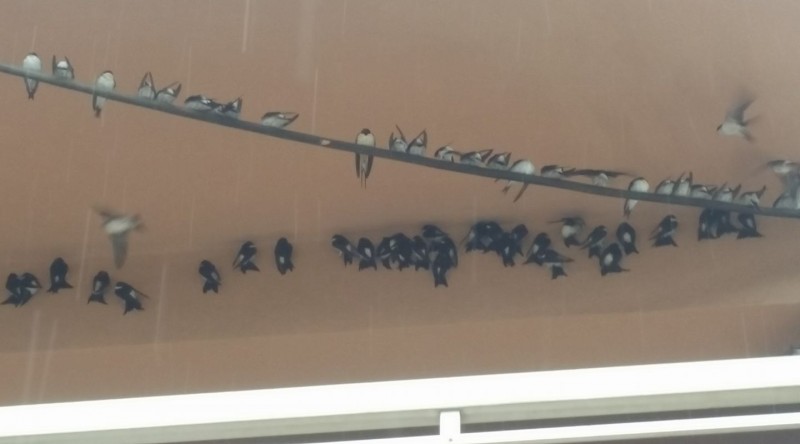 Χανιά: Τα χελιδόνια αιφνιδιάστηκαν από τον κακό καιρό και δείτε τι έκαναν!