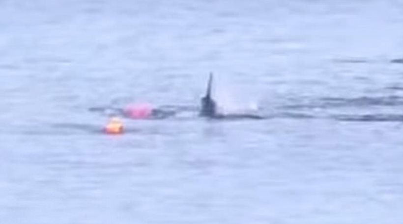 Σαν ταινία τρόμου: Κωπηλάτης δέχεται επίθεση από καρχαρία