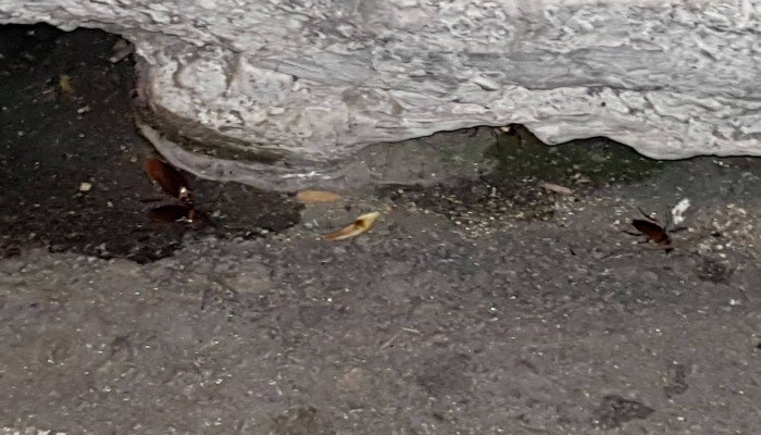 Γεμίσαμε κατσαρίδες στα Χανιά (φωτο)