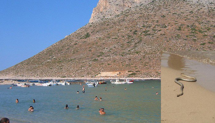 Πανικός στον Σταυρό στα Χανιά, από φίδι στην θάλασσα (βίντεο)