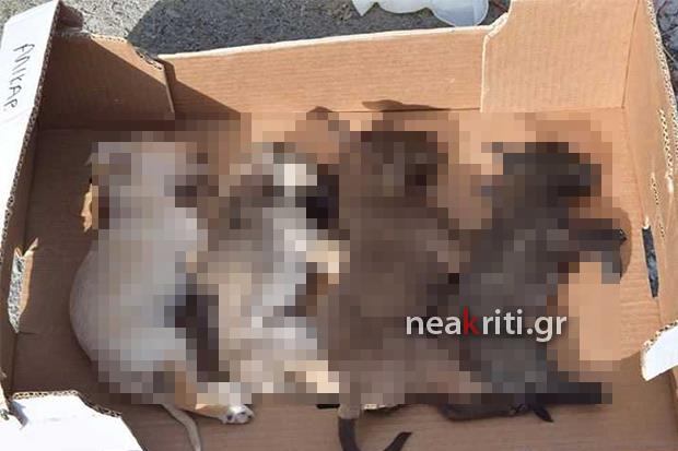 Απίστευτη κτηνωδία στην Κρήτη με νεκρά κουτάβια με πολτοποιημένα κεφάλια